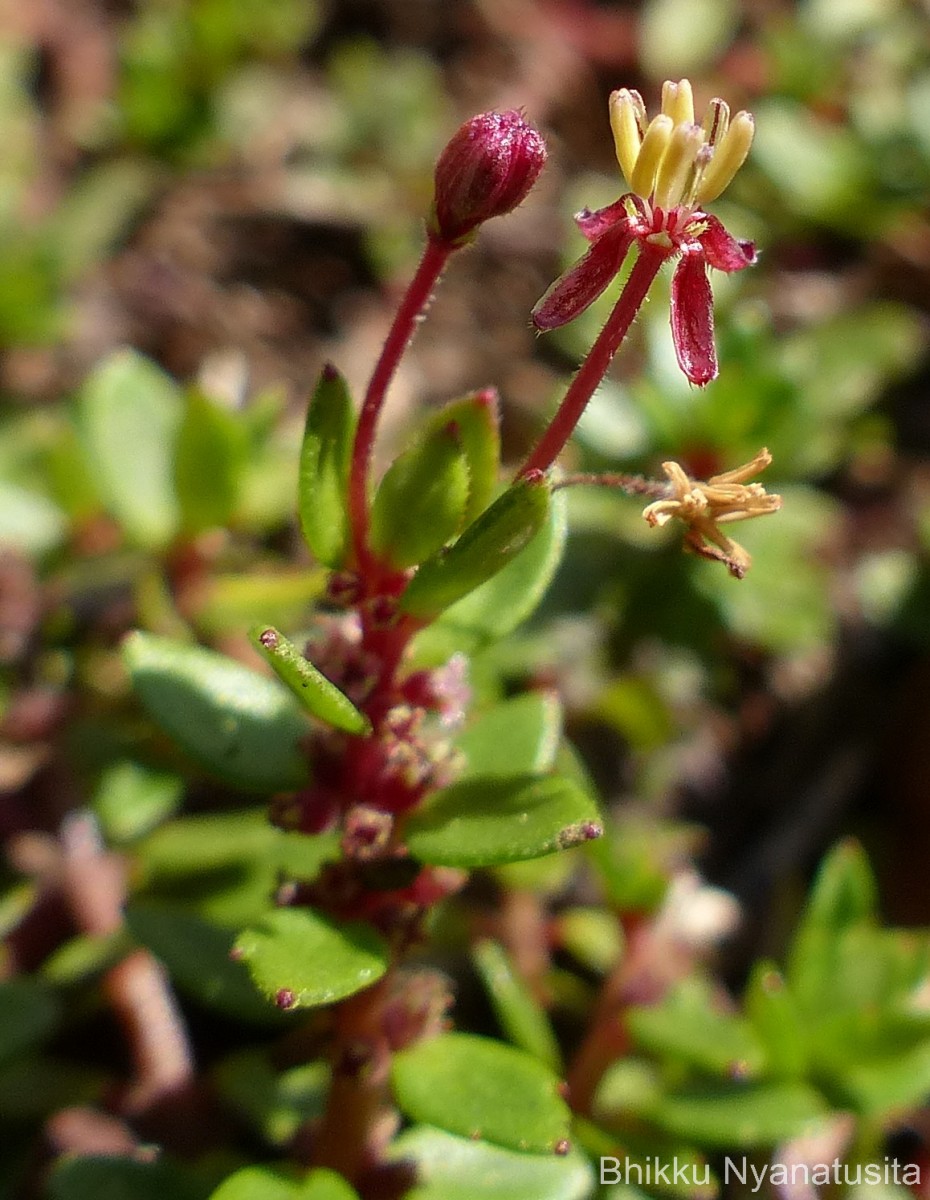 Laurembergia coccinea (Blume)